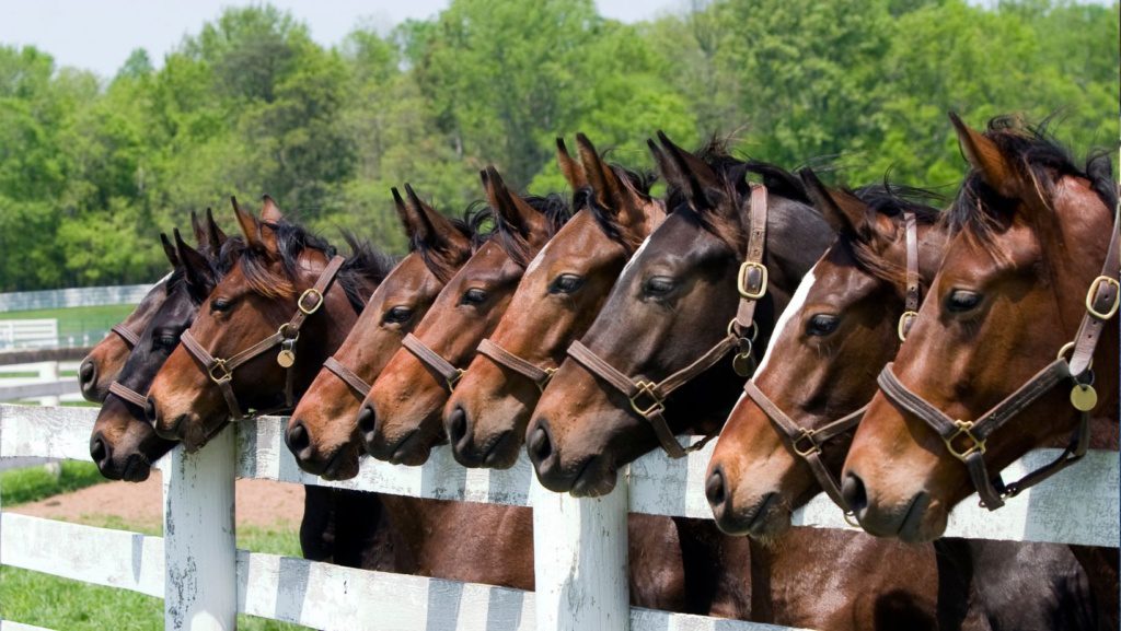 Kentucky Horse Communties